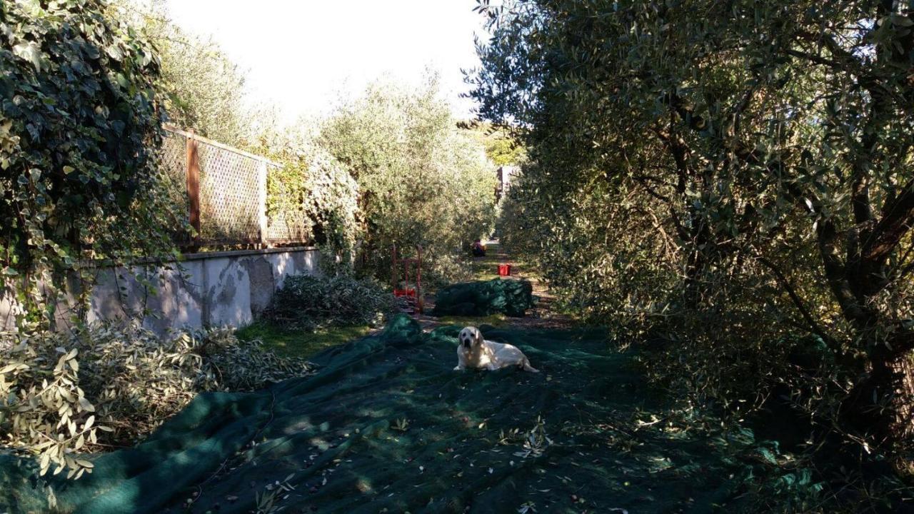 B&B La Grola San Martino Buon Albergo Zewnętrze zdjęcie